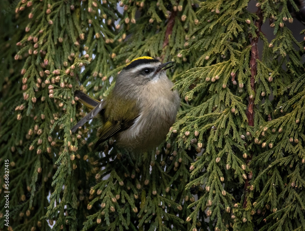 Obraz premium Golden crowned kinglet in a natural environment background
