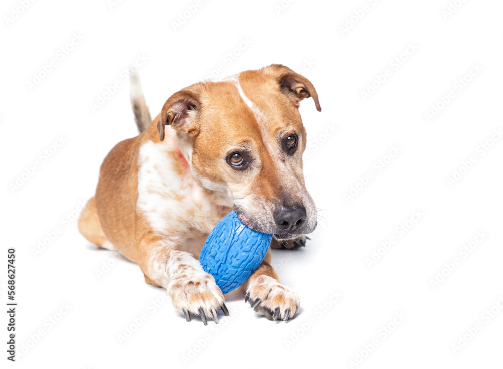 Cute photo of a dog playing with a toy ball in a studio shot on an isolated background