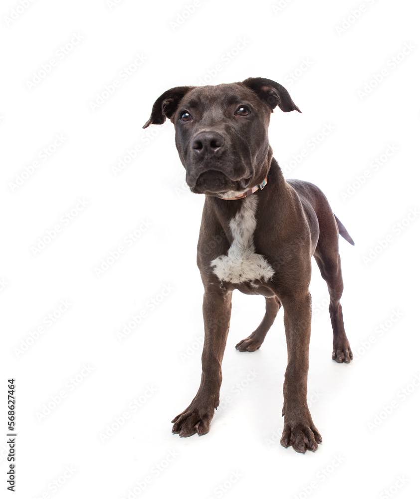 Cute photo of a dog in a studio shot on an isolated background Cute photo of a dog in a studio shot on an isolated background