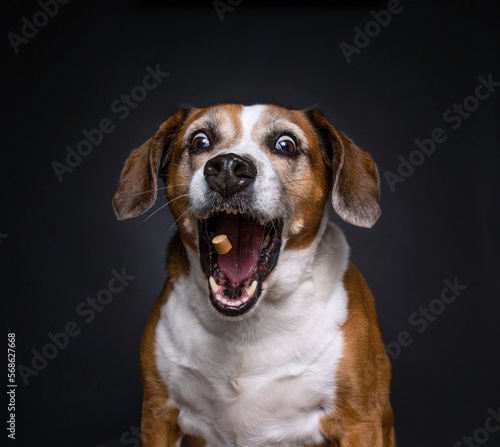 Cute photo of a dog in a studio shot on an isolated background