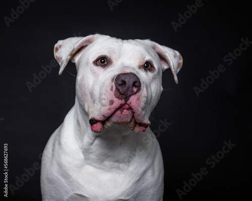 Studio shot of a cute dog on an isolated background © annette shaff