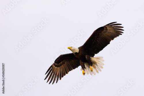 A bald eagle (Haliaeetus leucocephalus) in flight with its talons / feet hanging down