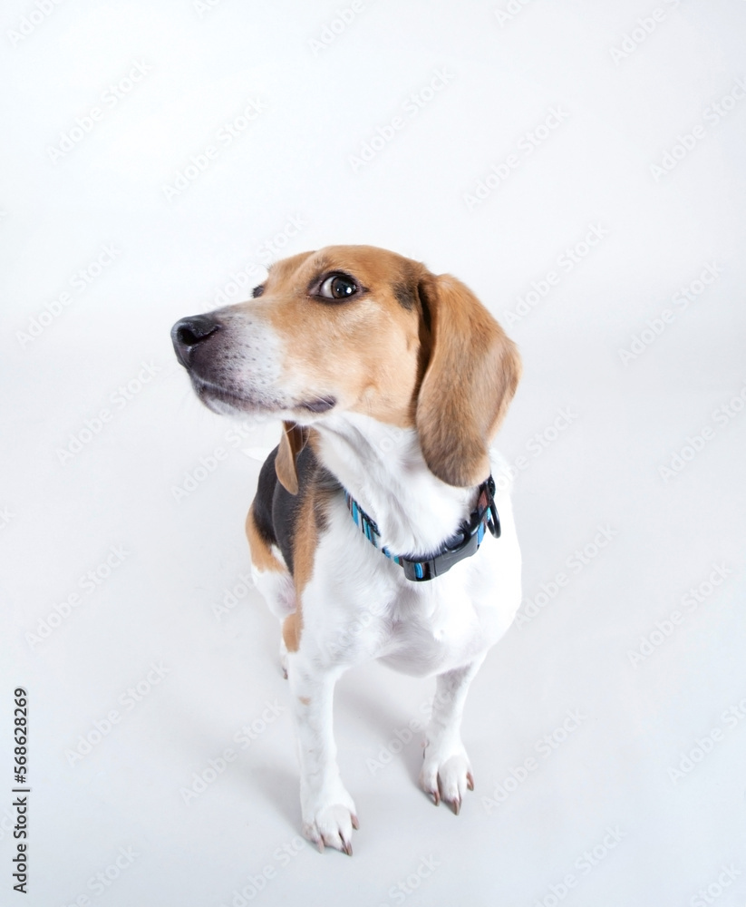 cute beagle wearing a red collar looking up studio shot isolated on a white background