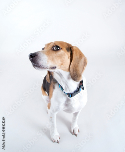 cute beagle wearing a red collar looking up studio shot isolated on a white background