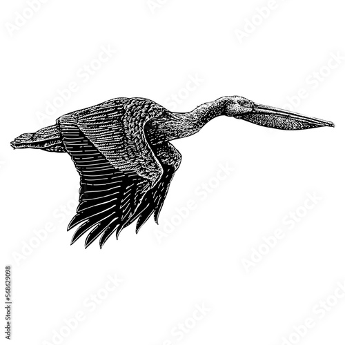 Pelican hand drawing. Vector illustration isolated on background.