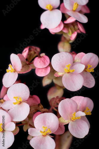 close-up of oxalis plant flower, commonly called wood sorrel or false shamrock plant, clover like leaves and white dainty flowering plant isolated on black background