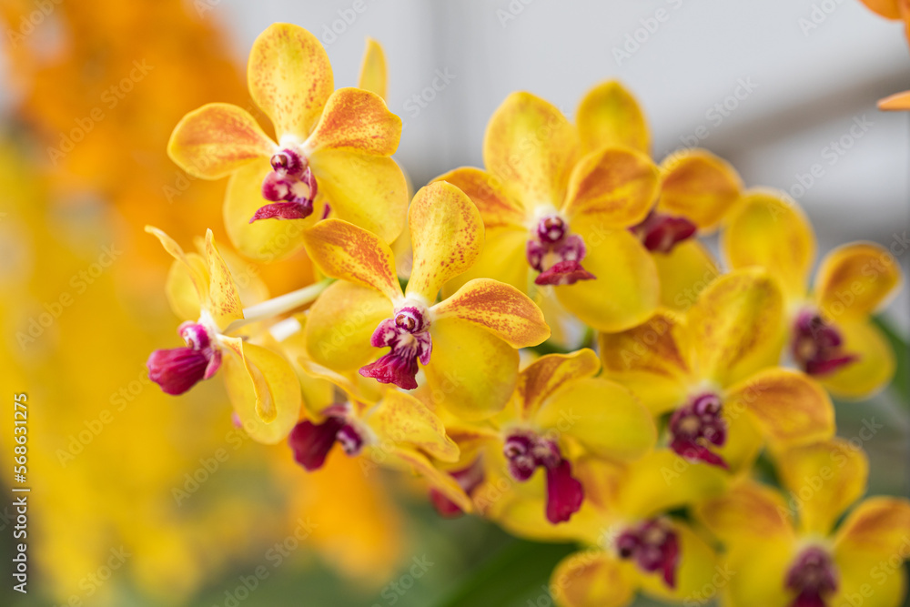 Beautiful orchid flower blooming at rainy season. Dendrobium orchid Beautiful orchid flower blooming at rainy season. Dendrobium orchid