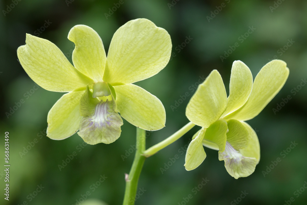 Beautiful orchid flower blooming at rainy season. Dendrobium orchid Beautiful orchid flower blooming at rainy season. Dendrobium orchid
