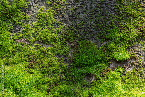 Grooved green moss background in nature