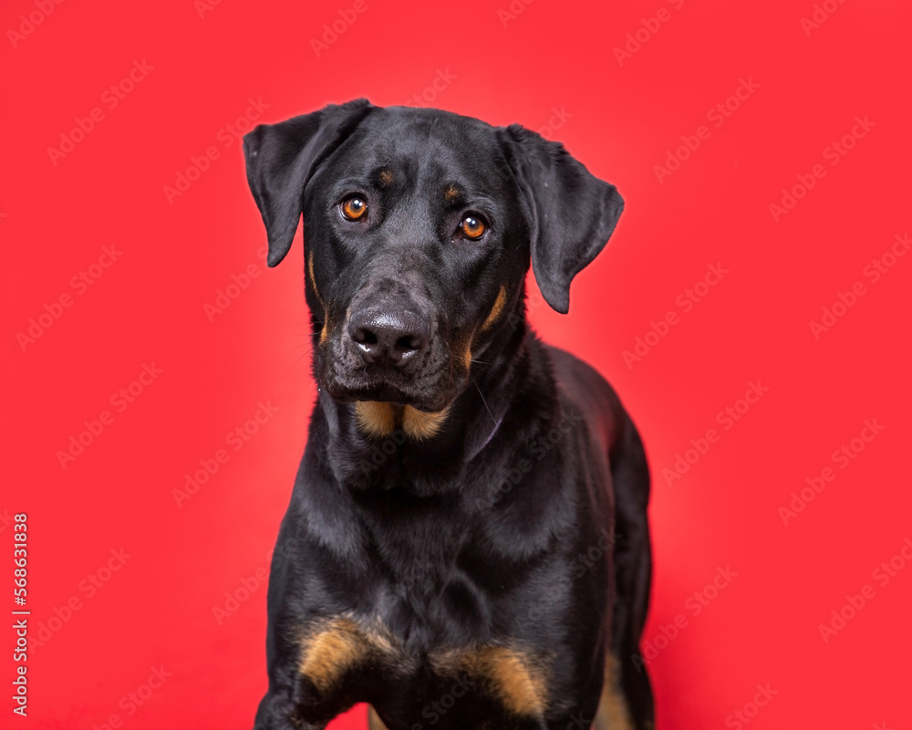 Obraz premium studio shot of a cute dog on an isolated background