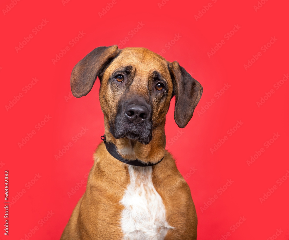 studio shot of a cute dog on an isolated background studio shot of a cute dog on an isolated background