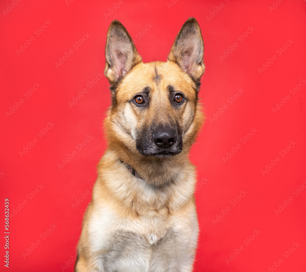 studio shot of a cute dog on an isolated background studio shot of a cute dog on an isolated background