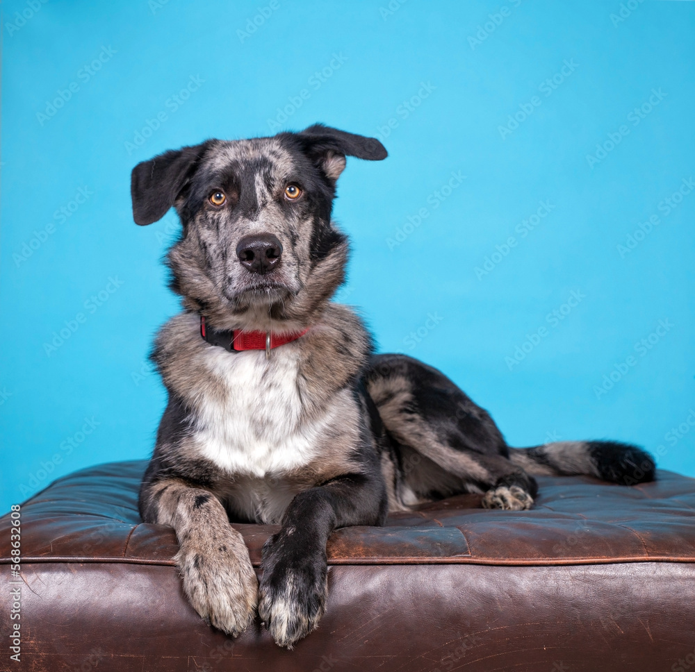 studio shot of a cute dog on an isolated background studio shot of a cute dog on an isolated background