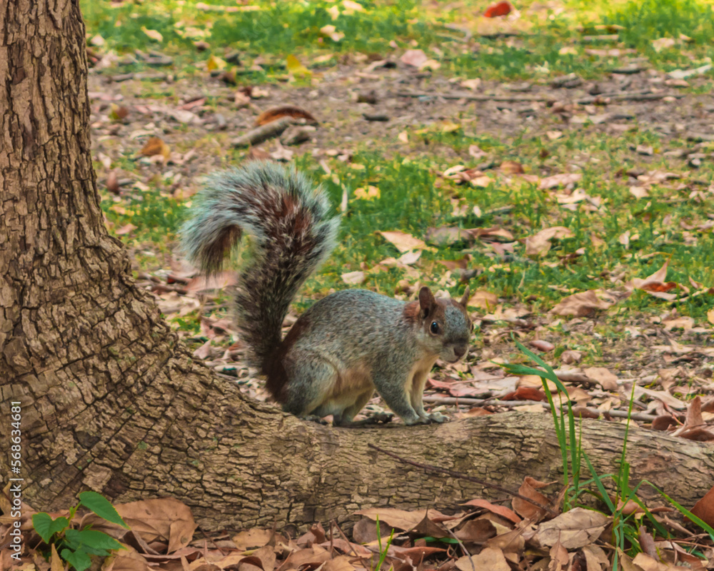 Close up of a squirrel in chapultepec mexico Close up of a squirrel in chapultepec mexico