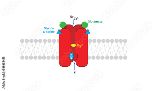 NDMA receptor 