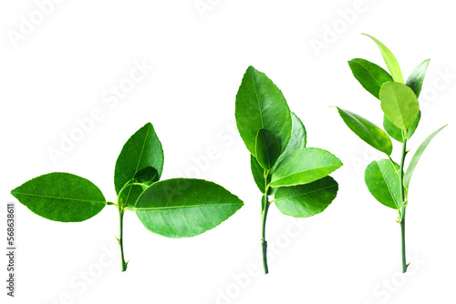 Collection of green lemon leaf isolated on transparent or white cutout background.