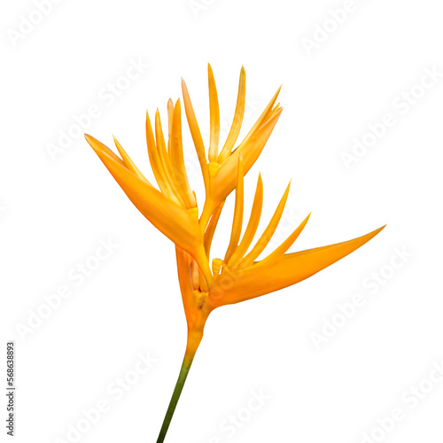 Tropical orange flower (Heliconia psittacorum) isolated on white or transparent background. photo