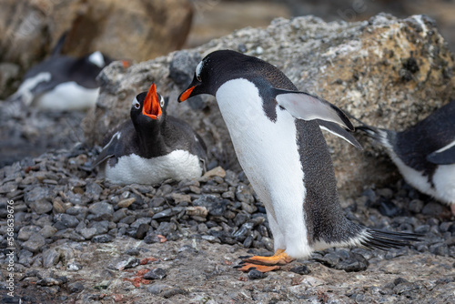 Canvas Print Gentoo penguins guard their nest from stone thieves in Antarctica