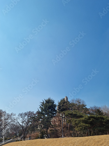 
A small forest of trees on a grassy hill.