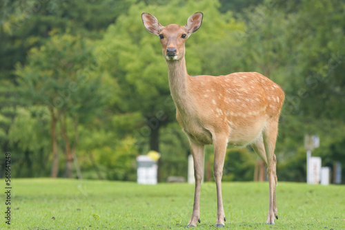 Deer that are very friendly to people  photographed in Nara Park in the rain