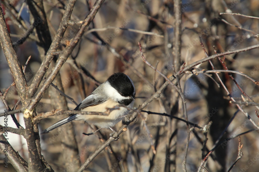 Bird In The Branch, Whitemud Park, Edmonton, Alberta Bird In The Branch, Whitemud Park, Edmonton, Alberta