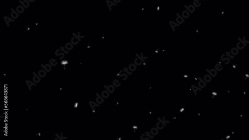 4K Dandelion Particles (Alpha) 