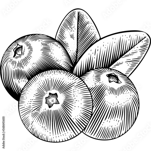 Hand Drawn Cranberries Sketch Illustration