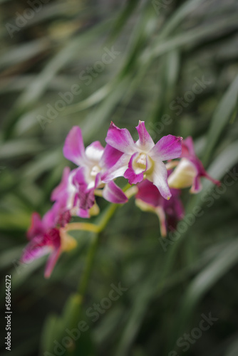 close up purple orchid in the garden with blurry background