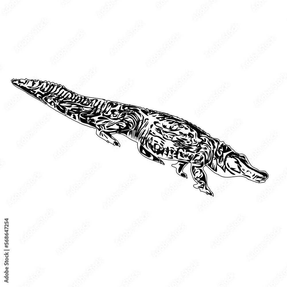 Fototapeta premium Black and white sketch of a crocodile with transparent background