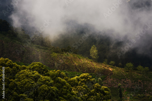 The misty lone tree stands in proud solitude  a beautiful monument to the power of nature in the high mountains