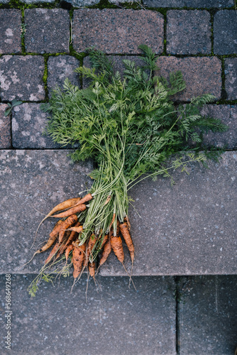 Ein Bund frisch geernteter Karotten liegt auf einer Treppe (ID: 568649268)