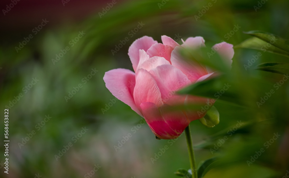 luxurious large pink peonies in the garden luxurious large pink peonies in the garden