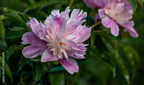 luxurious large pink peonies in the garden