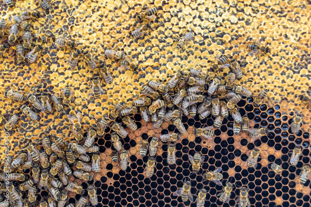 Abstract hexagon structure is honeycomb from bee hive filled Abstract hexagon structure is honeycomb from bee hive filled