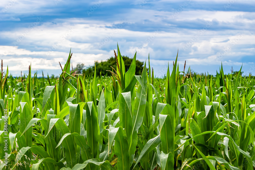 Photography on theme big corn farm field for organic harvest