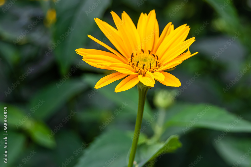 Fine wild growing flower aster false sunflower on background meadow Fine wild growing flower aster false sunflower on background meadow