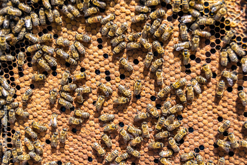 Abstract hexagon structure is honeycomb from bee hive filled Abstract hexagon structure is honeycomb from bee hive filled