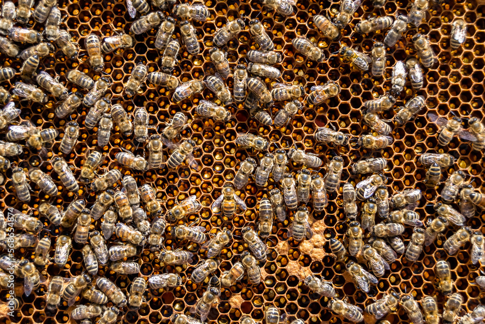 Abstract hexagon structure is honeycomb from bee hive filled Abstract hexagon structure is honeycomb from bee hive filled
