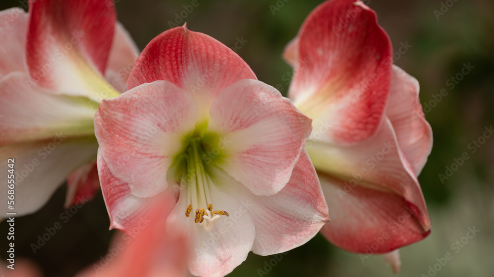 Amaryllis flowers in full bloom looking stately and bold.  