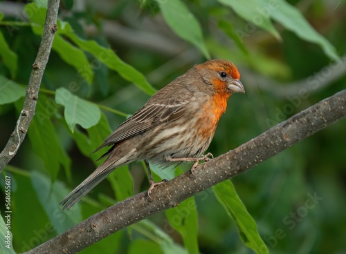 An adult male House Finch on a perch.