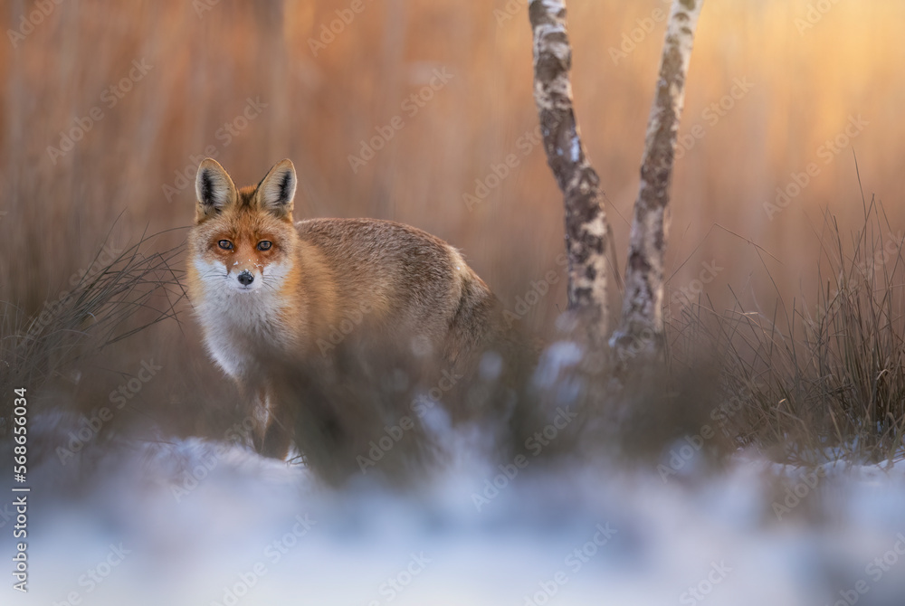Fox ( Vulpes vulpes ) in the morning light Fox ( Vulpes vulpes ) in the morning light
