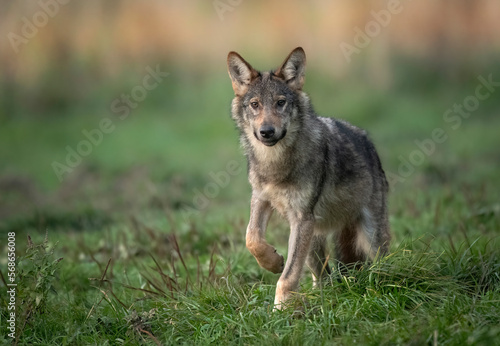 Fototapeta Naklejka Na Ścianę i Meble -  Grey wolf ( Canis lupus ) close up