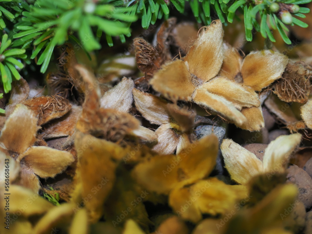 texture of the needles of the plant fir growing in a pot texture of the needles of the plant fir growing in a pot