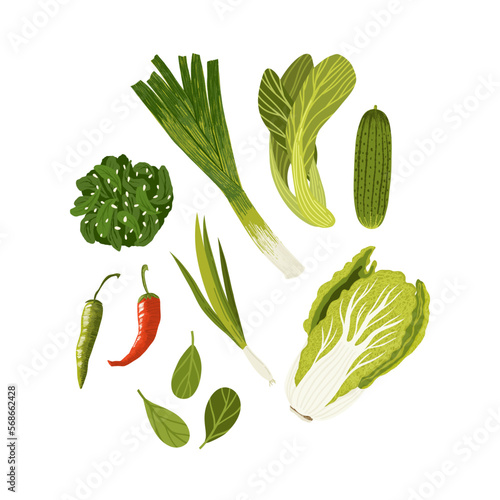 Green vegetables vector set. Chinese cabbage and komatsuna traditional ingredients of asian cuisine.