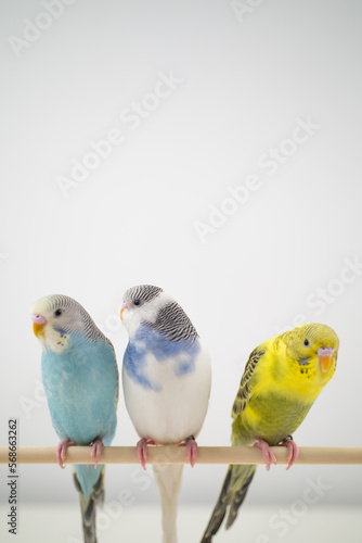 Parakeet pet bird