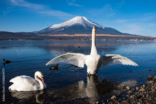 Fototapeta Naklejka Na Ścianę i Meble -  山中湖から白鳥の羽ばたきと富士山