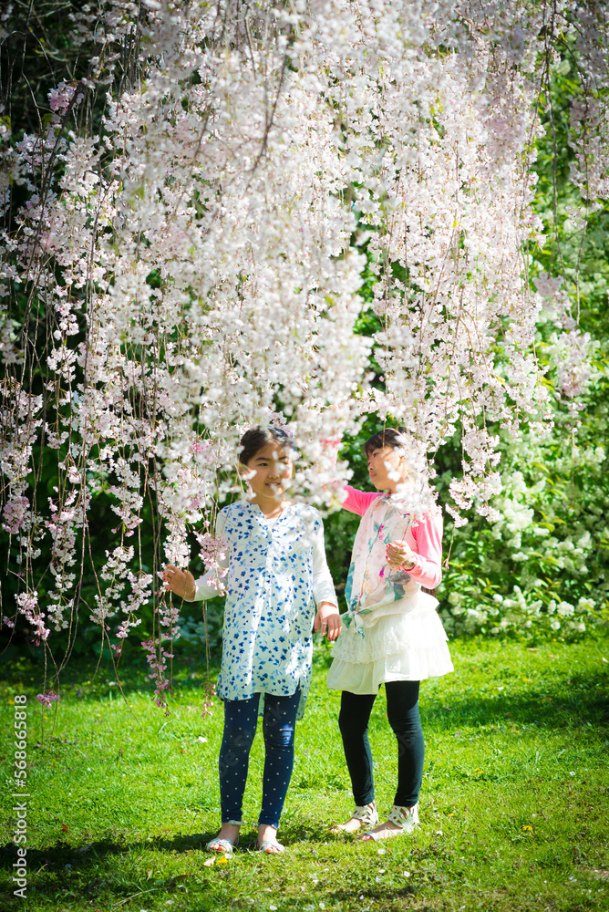 Fototapeta premium Two young asian girls in a garden surrounded by cherry blossom tree