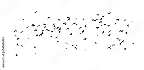 A flock of flying birds. Free birds. Vector illustration © Мария Неноглядова