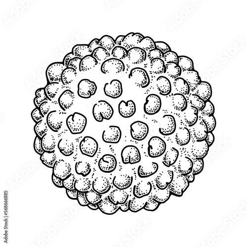 Hepatitis virus isolated on white background. Hand drawn realistic detailed scientifical vector illustration in sketch style