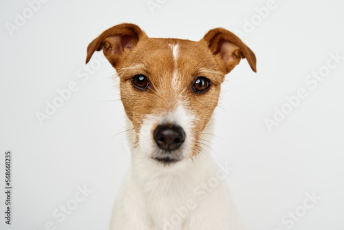 Foto Curious interested dog looks into camera
